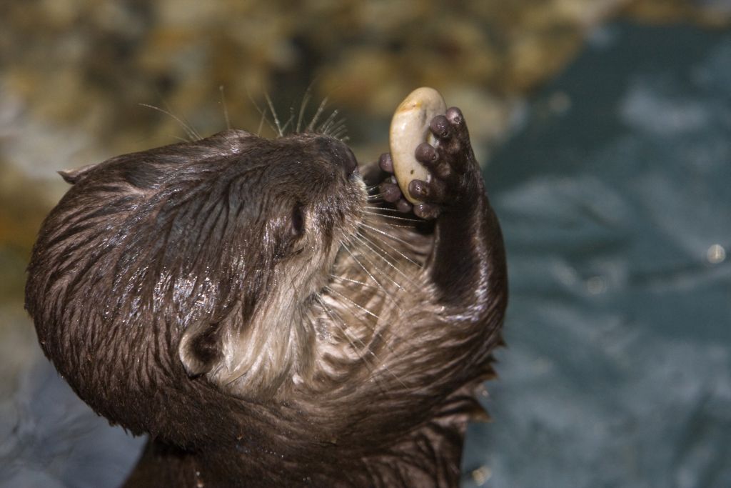 Otter